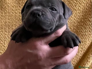 Staffordshire Bull Terrier dogs - Advert 1