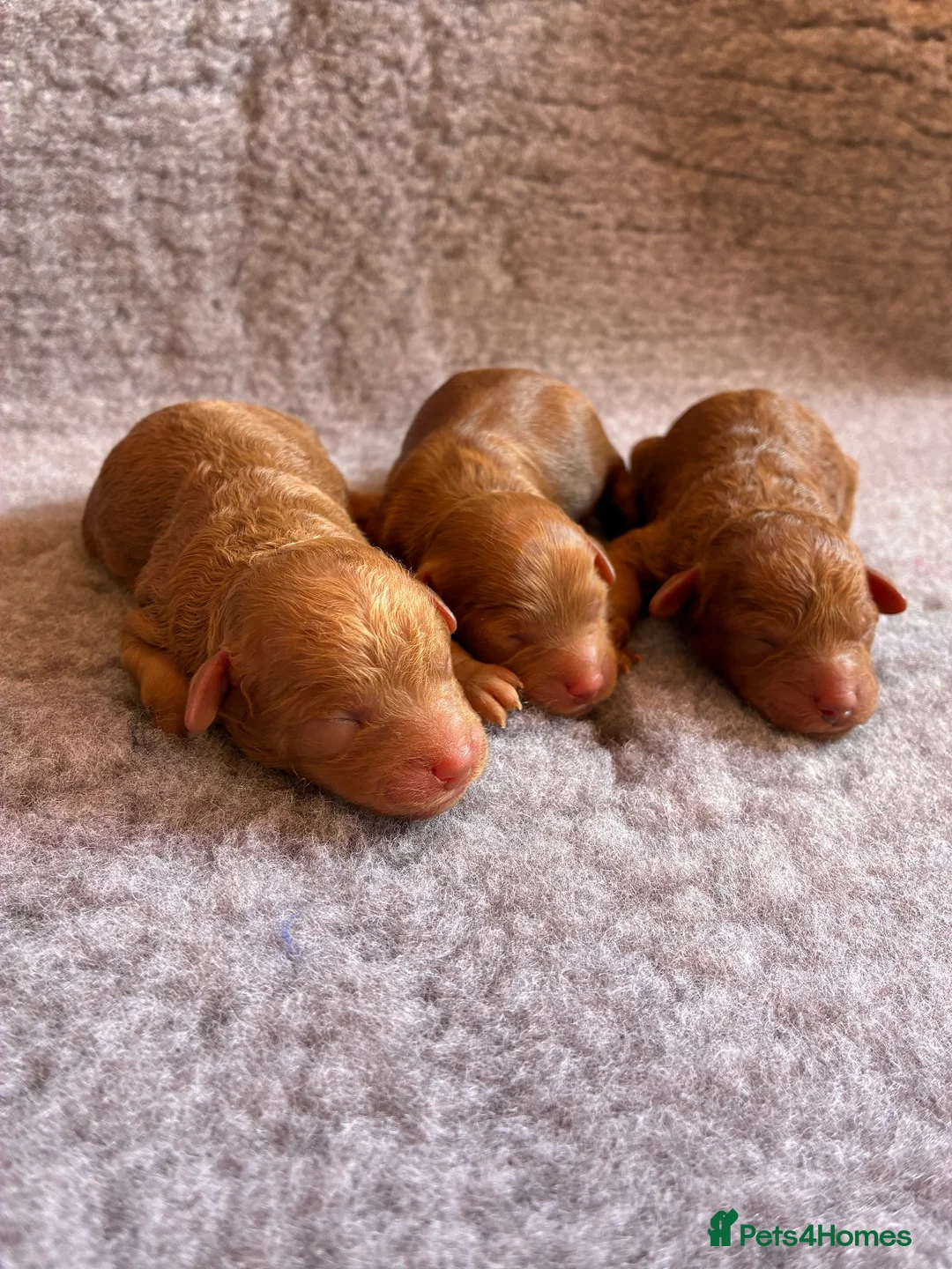 Cavapoo dogs for sale: MAHOGANY RED CAVAPOO PUPS  - Advert 2