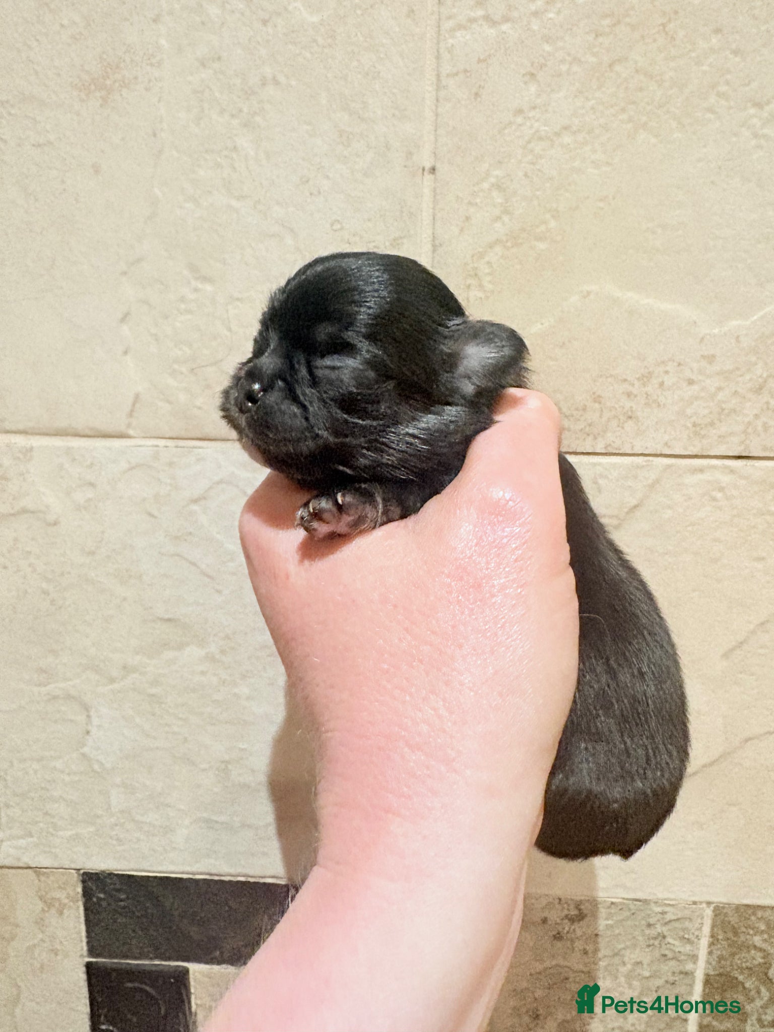 Chihuahua dogs for sale: Exquisite long coat chihuahuas  - Advert 10