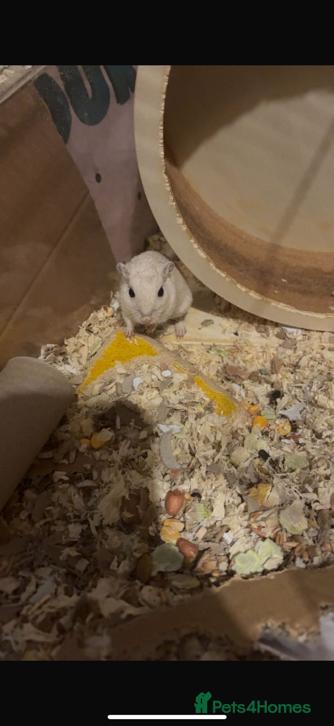 Gerbil rodents for sale: 3 male gerbils  - Advert 5