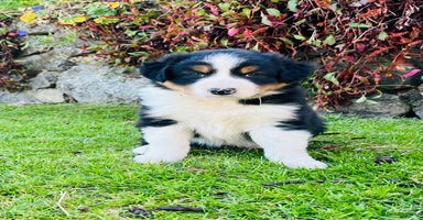 Border Collie dogs - Advert 3