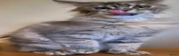 Maine Coon cats for sale: 😻 Blue Tabby Maine Coon XXL Russian Line Female  - Advert 5