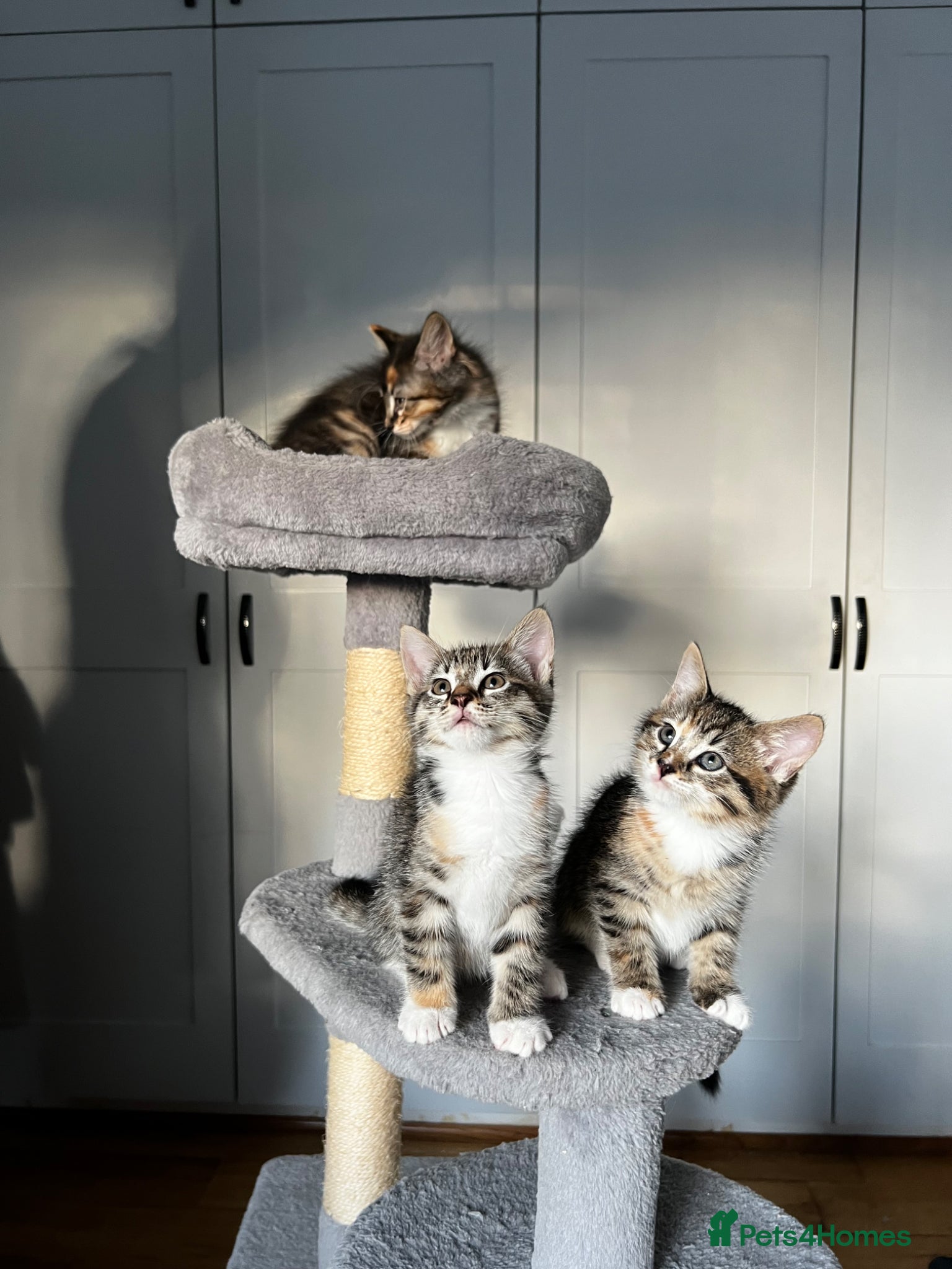 Mixed Breed cats Siberian Mix kittens - Advert 2