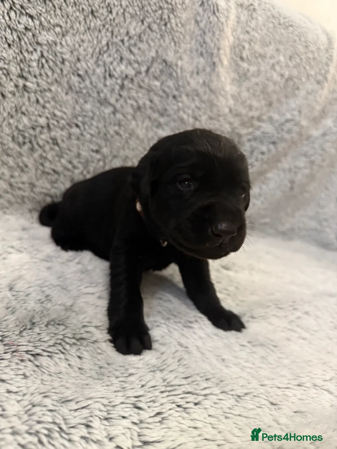 Labrador Retriever dogs for sale: KC Registered Labrador Retriever Puppies - Advert 22
