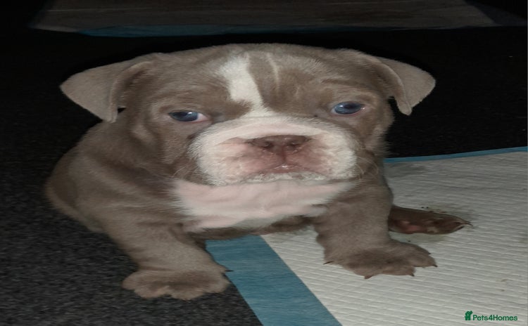 English Bulldog dogs - Advert 17