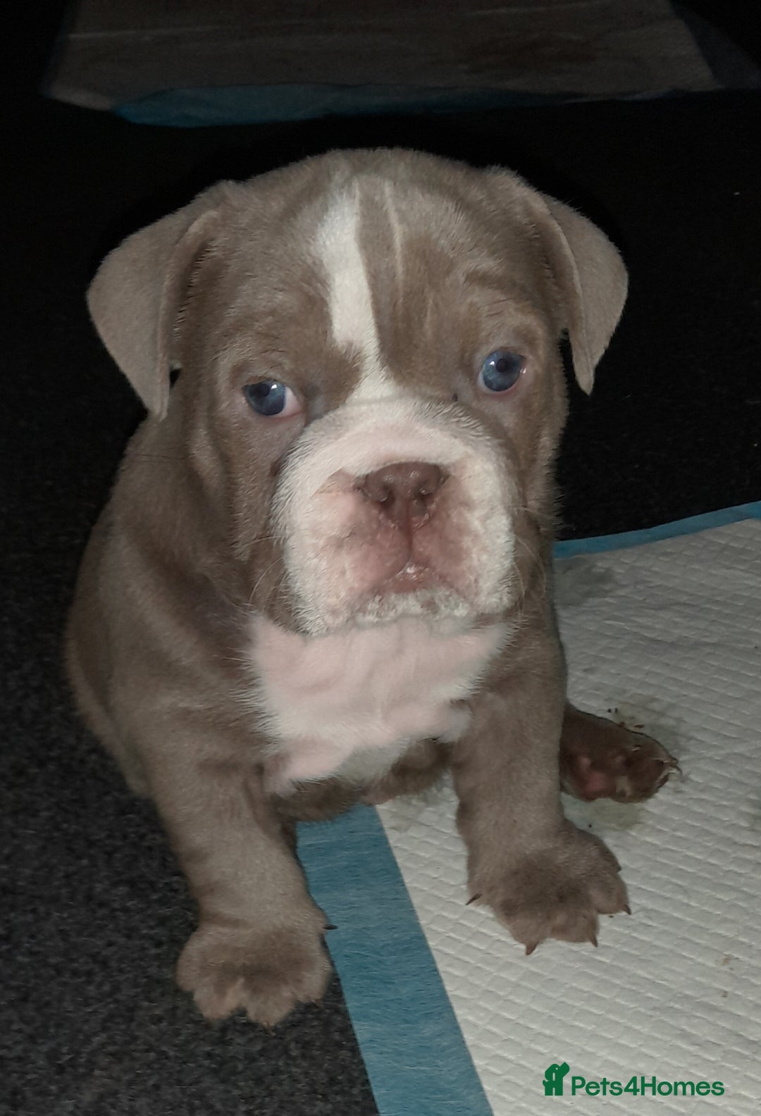 English Bulldog dogs for sale: New English bulldogs  - Image 5