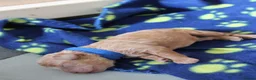 Cavapoo dogs for sale: Beautiful F1B Toy Cavapoo Puppies in Bolton - Advert 16