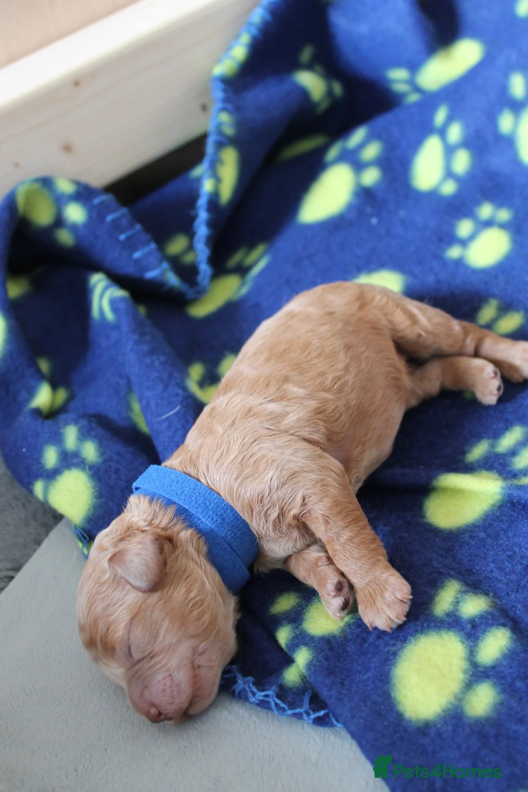 Cavapoo dogs for sale: Beautiful F1B Toy Cavapoo Puppies in Bolton - Advert 16