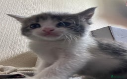 Mixed Breed cats for sale: Mixed grey kittens  - Image 11