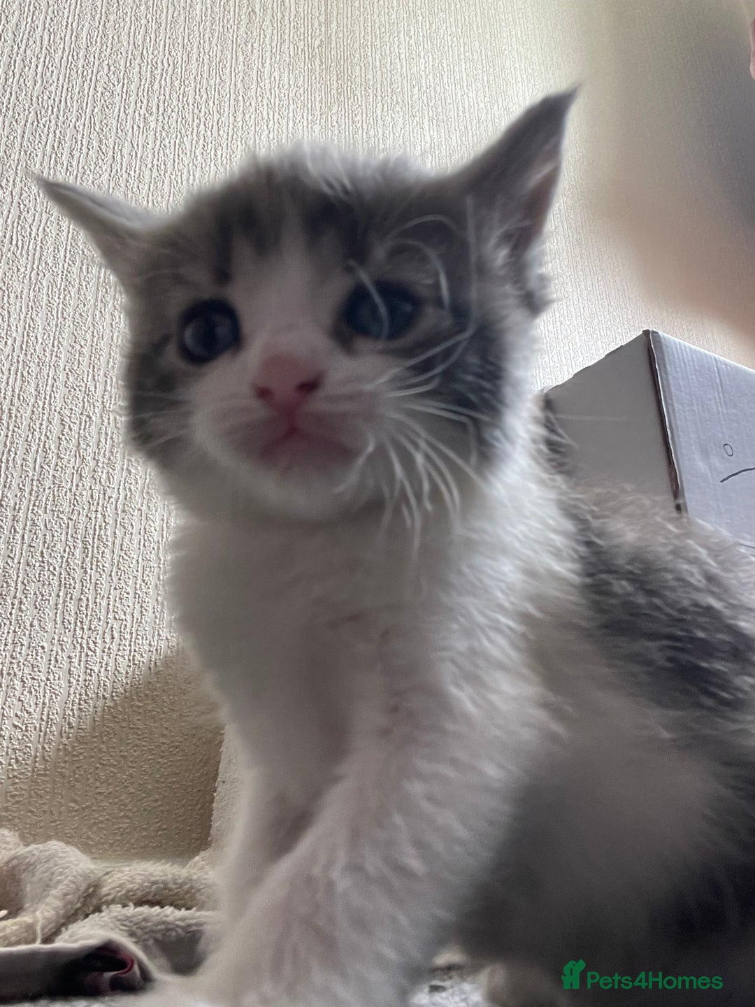 Mixed Breed cats for sale: Mixed grey kittens  - Image 11