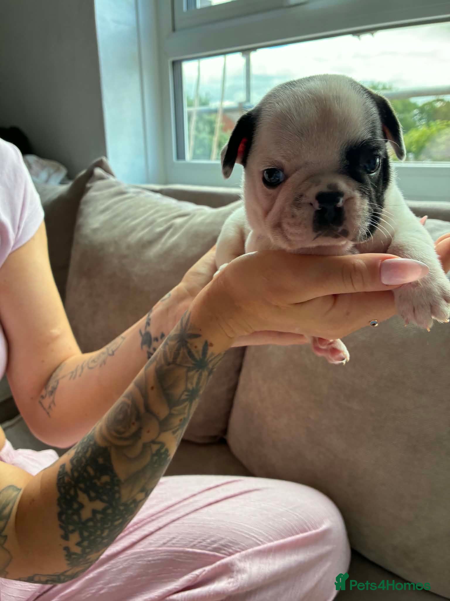 French Bulldog dogs 2 French bulldog puppies  - Advert 1