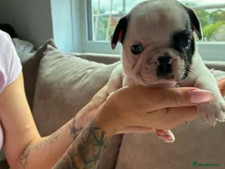 French Bulldog dogs 2 French bulldog puppies - Advert 1