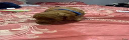Maltipoo dogs for sale: Beautiful litter of Malti poo puppies - Advert 20