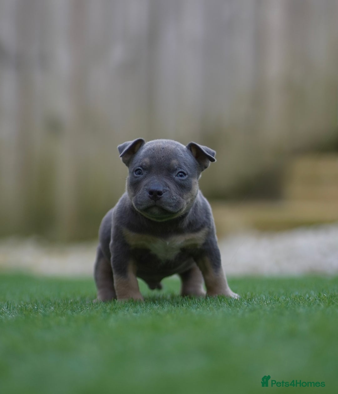 American Bully dogs for sale: Pocket Bully Puppies - Advert 5