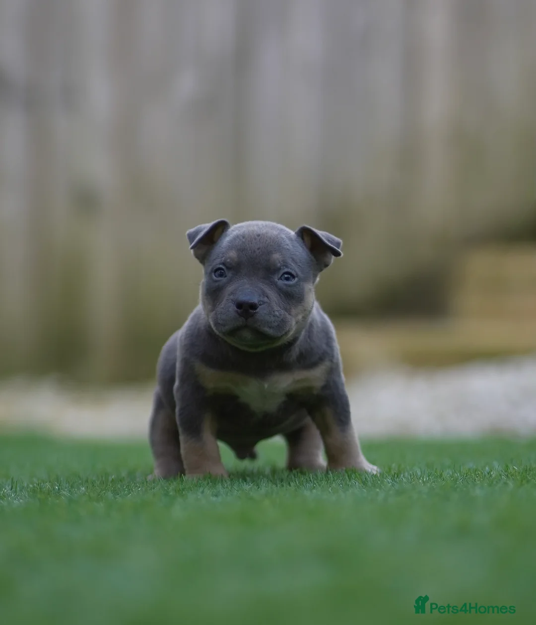 American Bully dogs for sale: 1 ABKC Pocket Bully puppy remaining - Advert 11