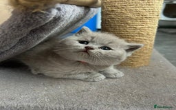 British Shorthair cats for sale: Champion Sired GCCF British Shorthair Kittens - Image 11