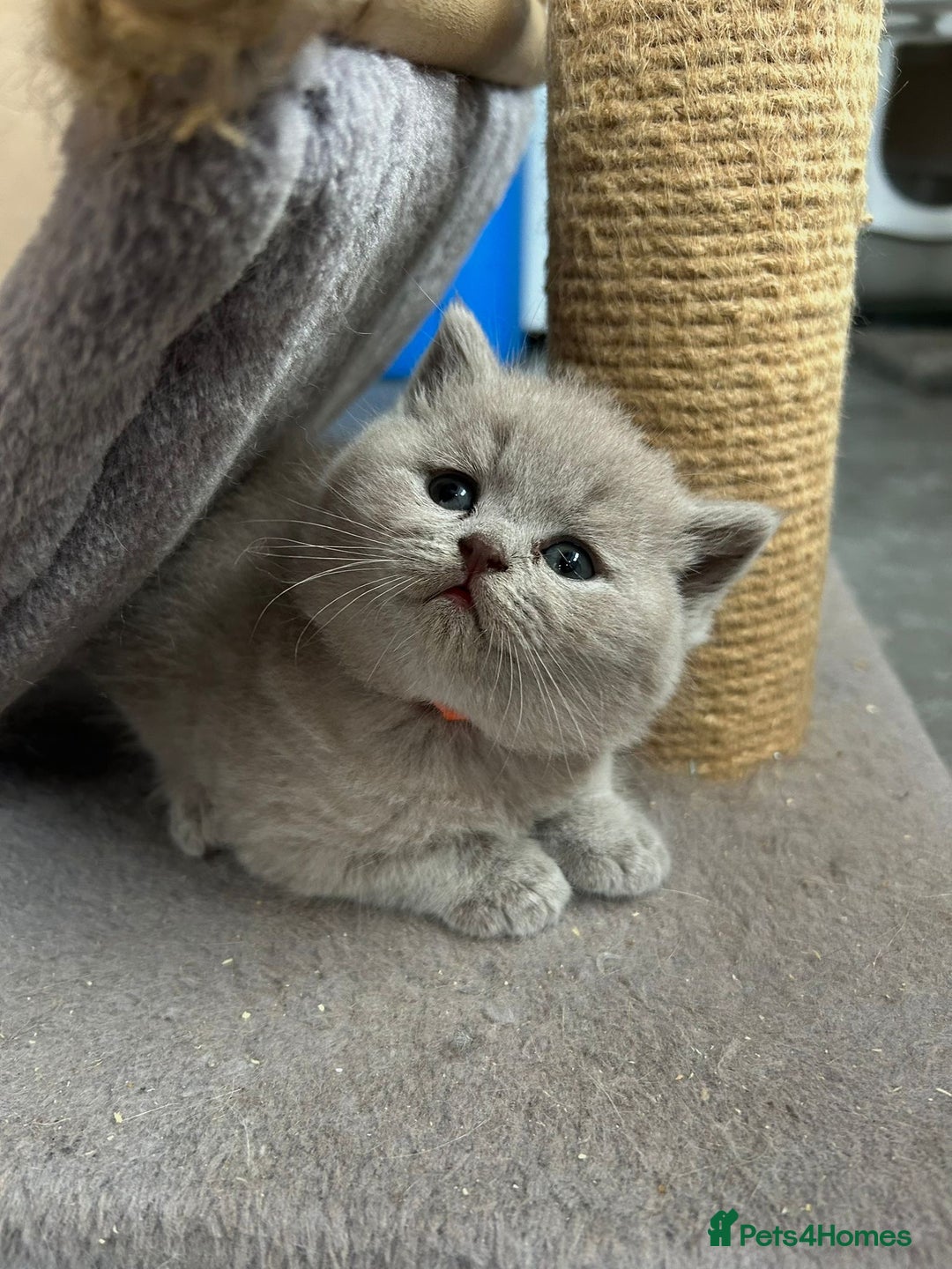 British Shorthair cats for sale: Champion Sired GCCF British Shorthair Kittens - Image 11