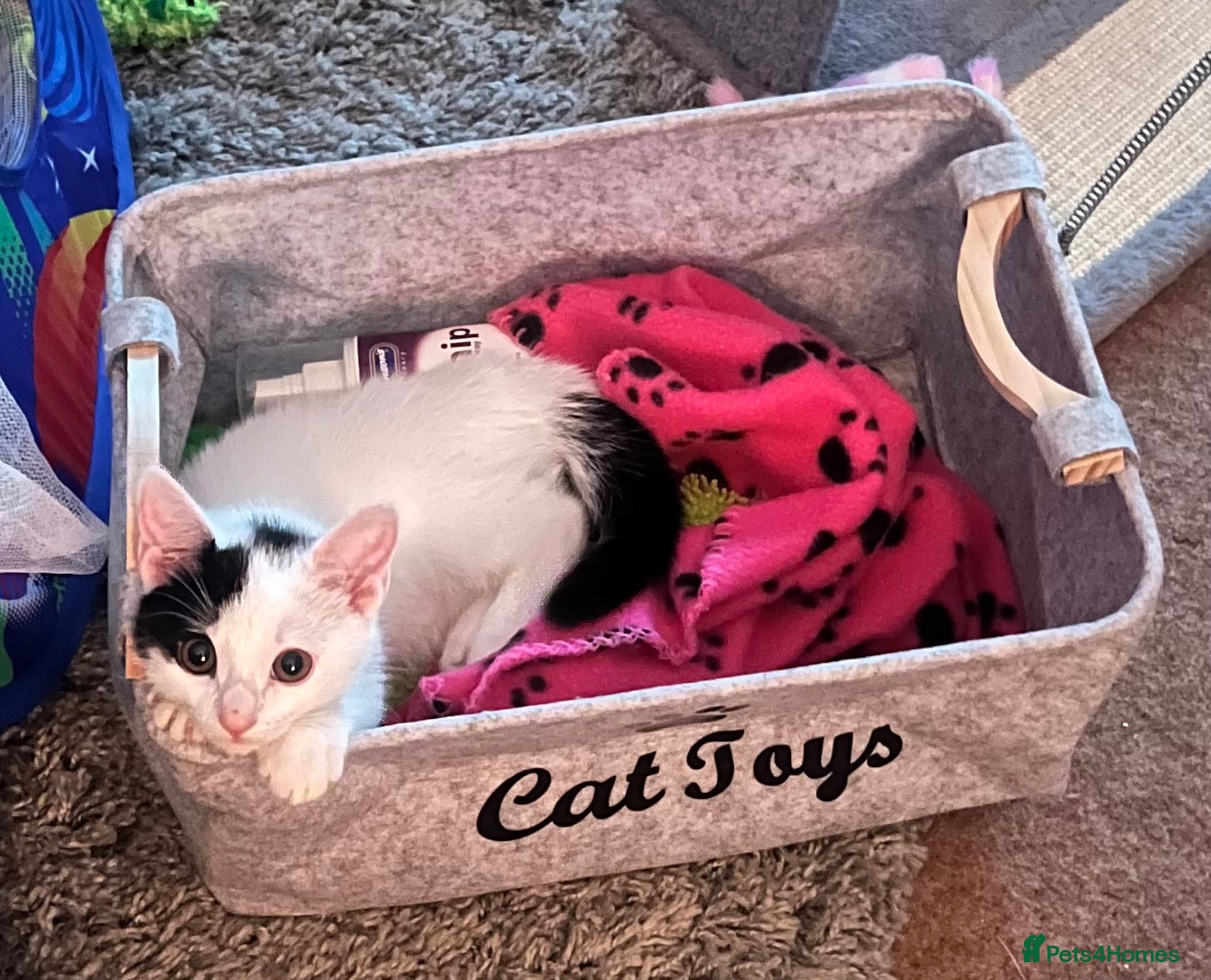 Mixed Breed cats Beautiful Small Female Cat for Rehoming - Advert 1