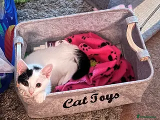 Mixed Breed cats Beautiful Small Female Cat for Rehoming - Advert 2
