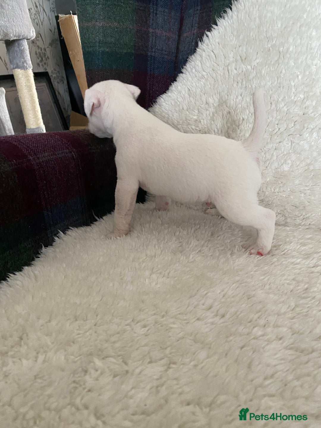 Jack Russell dogs for sale: Quality Parson Jack Russell male puppies - Advert 6