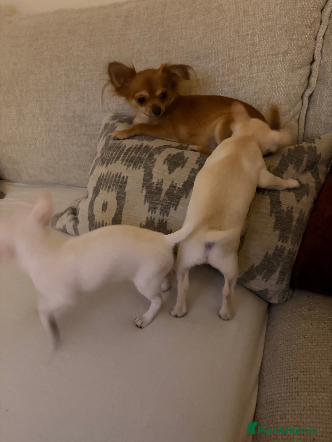 Mixed Breed dogs for sale: Beautiful chihuahua X puppies - Advert 6