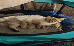 Ragdoll cats for sale: 3 beautiful ragdoll kittens  - Advert 1