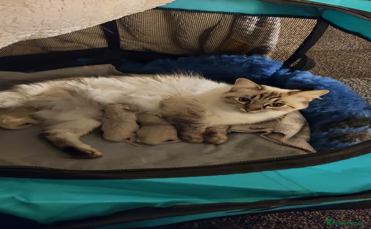 Ragdoll cats 3 beautiful ragdoll kittens  - Advert 1