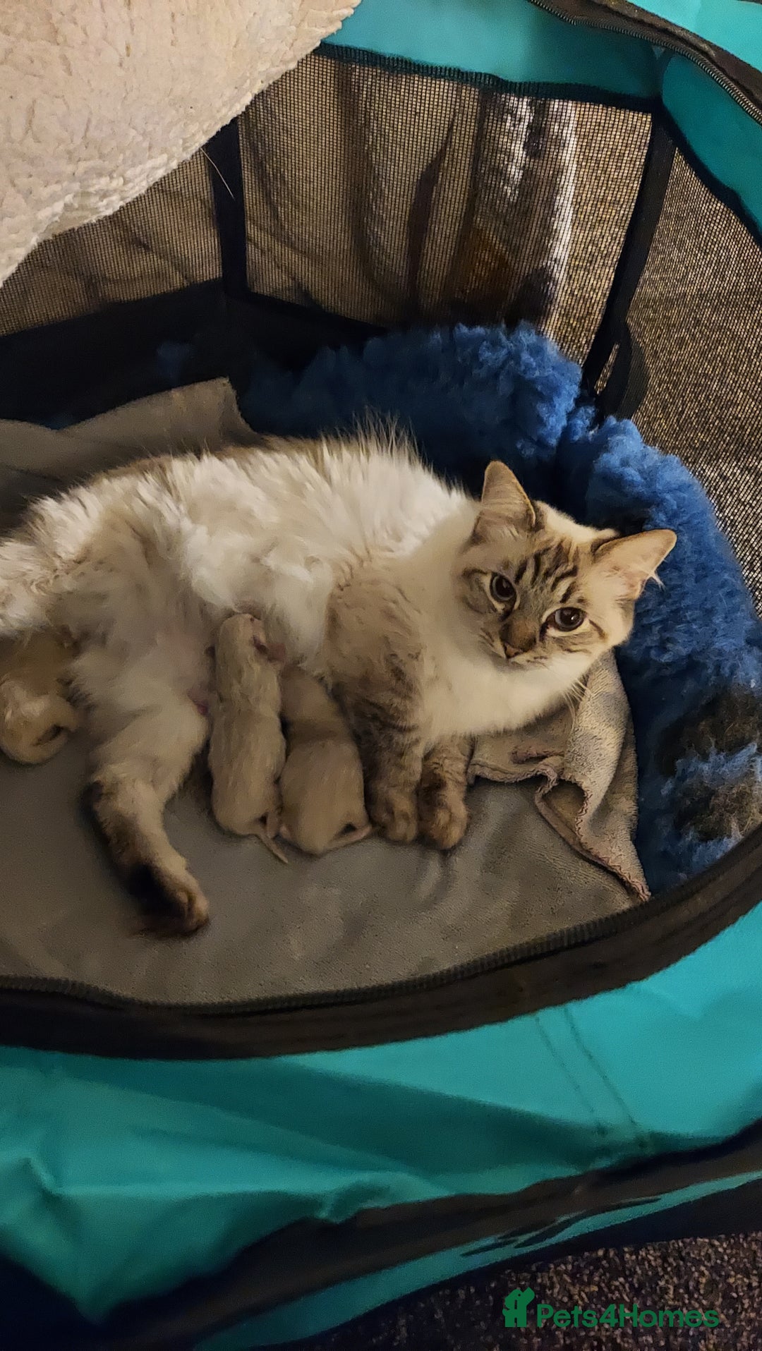 Ragdoll cats for sale: 3 beautiful ragdoll kittens  - Advert 1