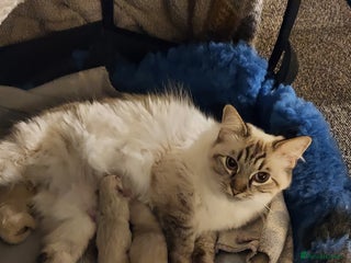 Ragdoll cats for sale: 3 beautiful ragdoll kittens - Advert 1