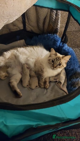 Ragdoll cats 3 beautiful ragdoll kittens - Advert 1