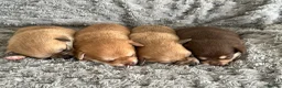 Pomchi dogs for sale: Beautiful Pomchi puppies  - Advert 11