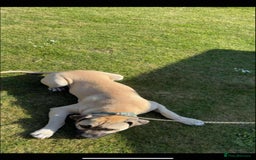 Mixed Breed dogs for sale: Meet scooby - Image 3