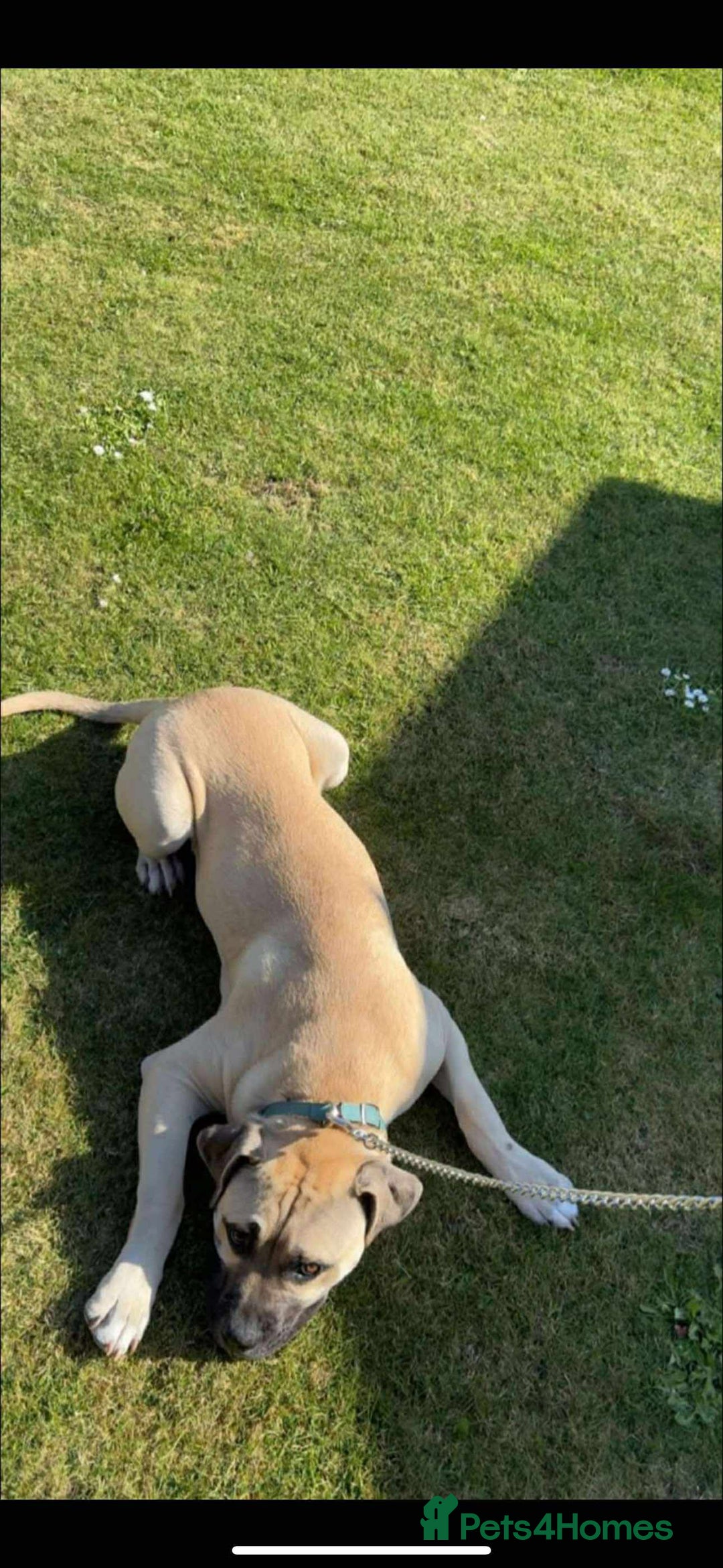 Mixed Breed dogs for sale: Meet scooby - Image 3