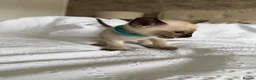 Siamese cats for sale: READY NOW 🐱 - Advert 14