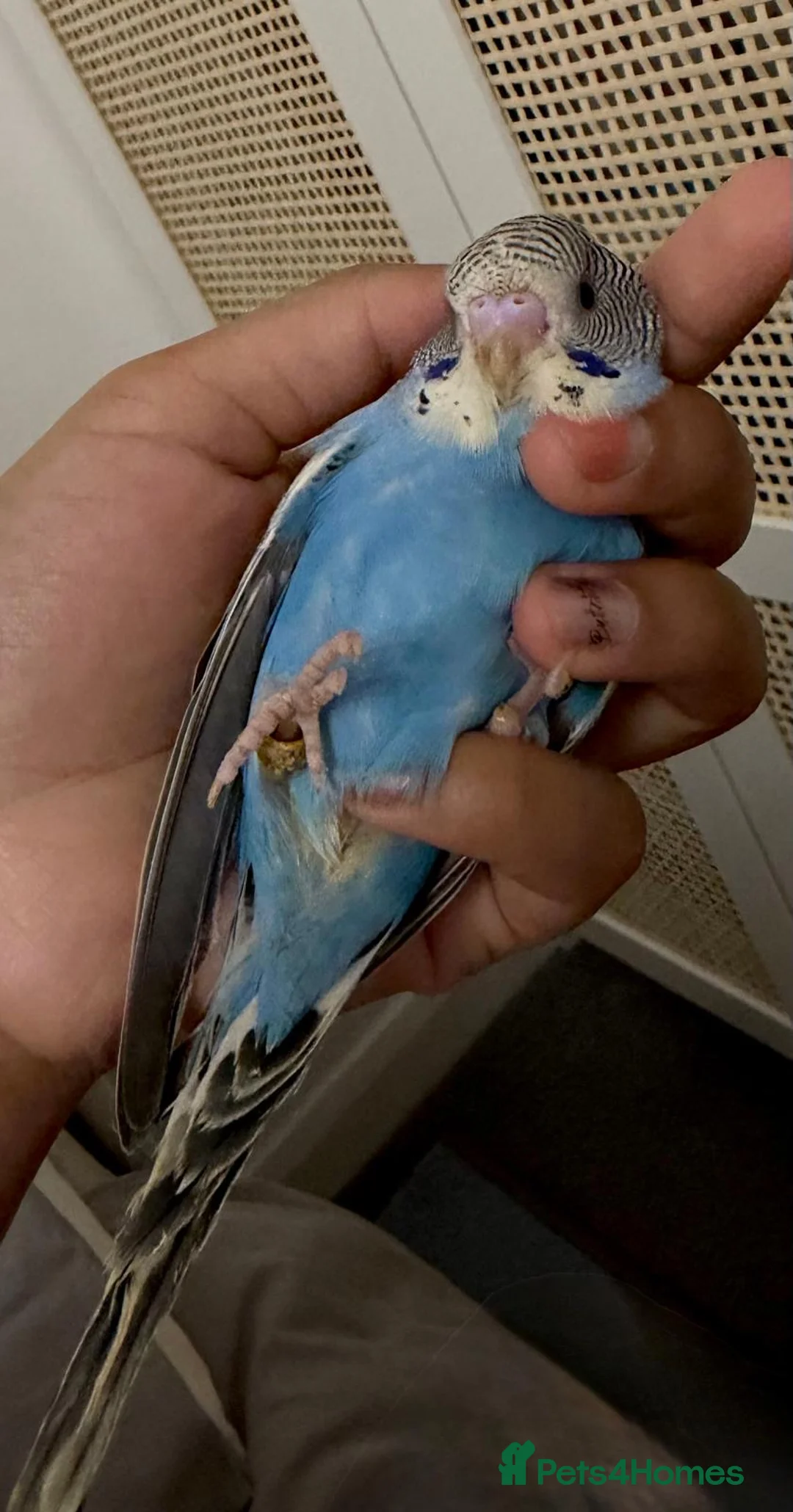 Budgerigars birds for sale: Baby split tcb/bf budgies available w/ full setup - Advert 4