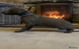 Whippet dogs for sale: Stunning Blue Whippet, white flecks  - Image 9