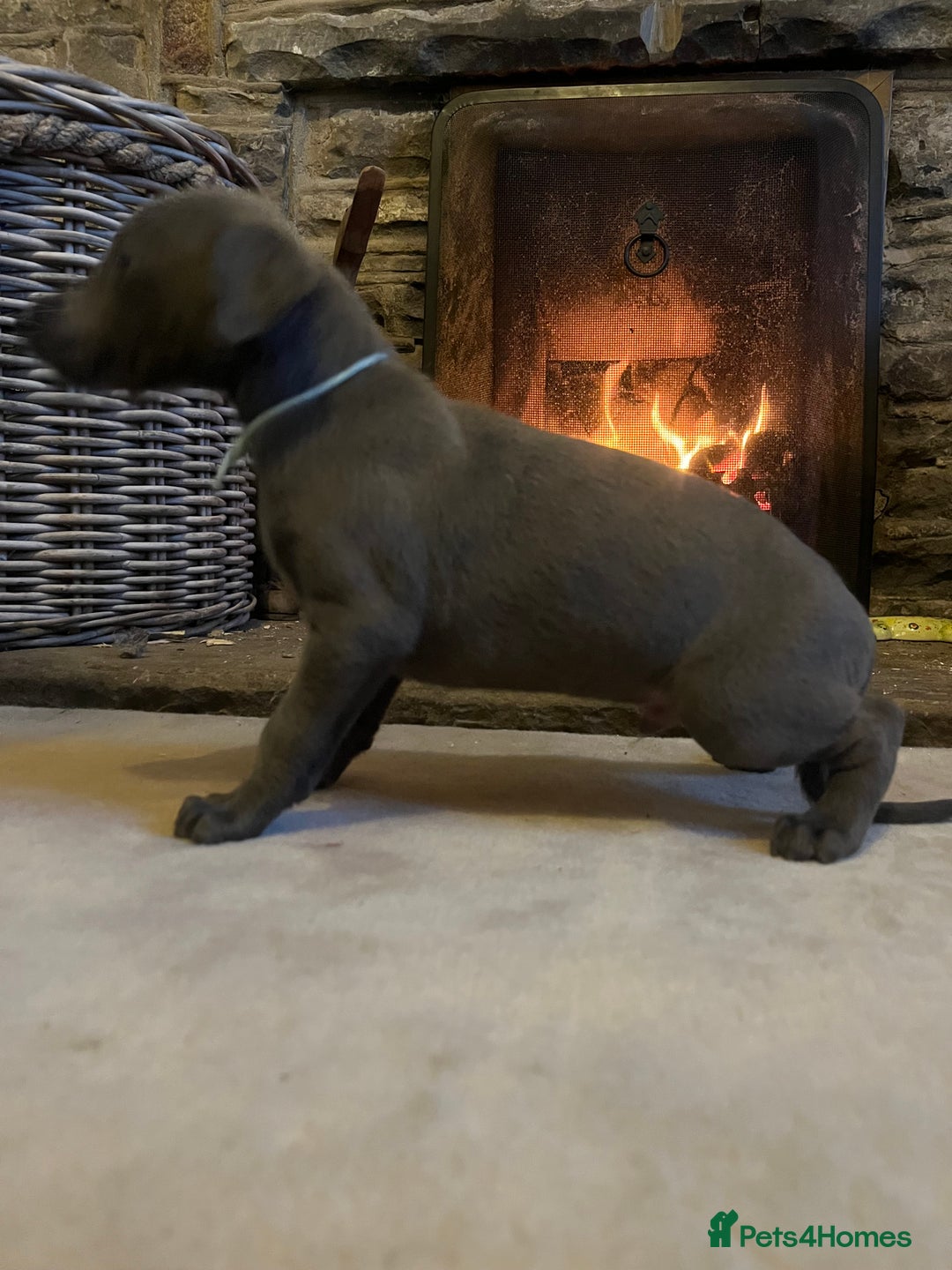 Whippet dogs for sale: Stunning Blue Whippet, white flecks  - Image 9
