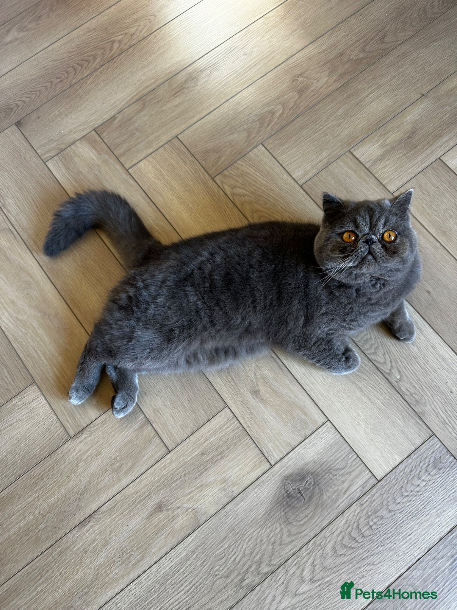 Exotic cats for sale: Baloo is looking for a new home  - Advert 1