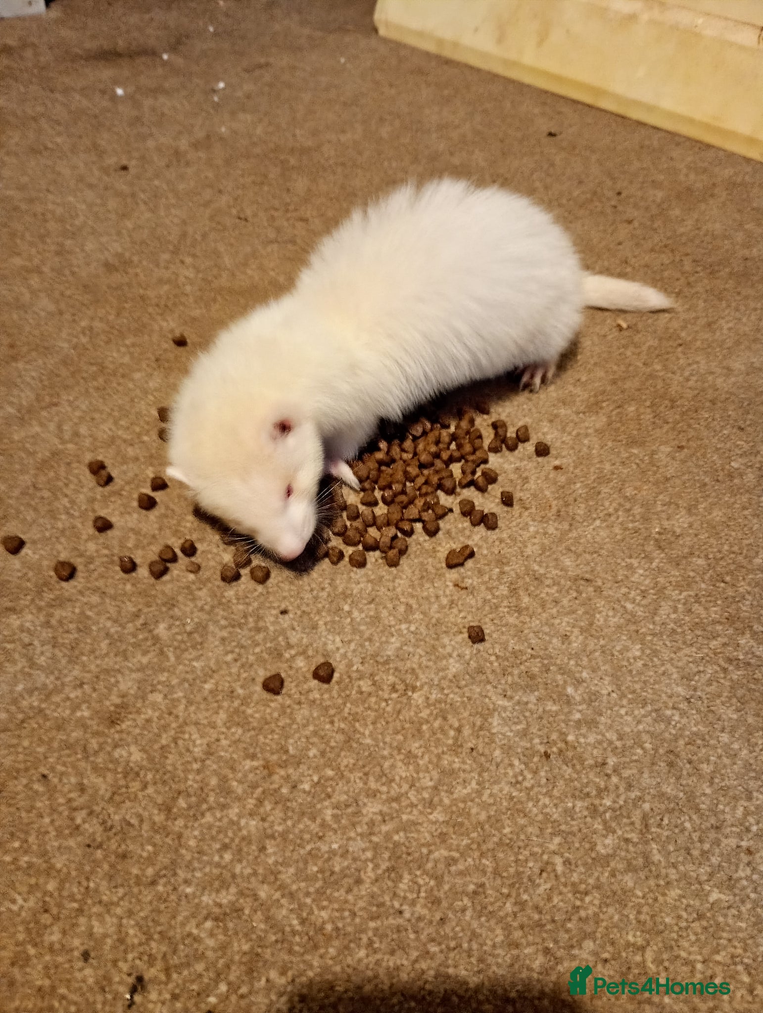 Ferret rodents Kits  - Advert 2