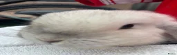 Mixed Breed rodents for sale: Mini lop in Tipton - Advert 5