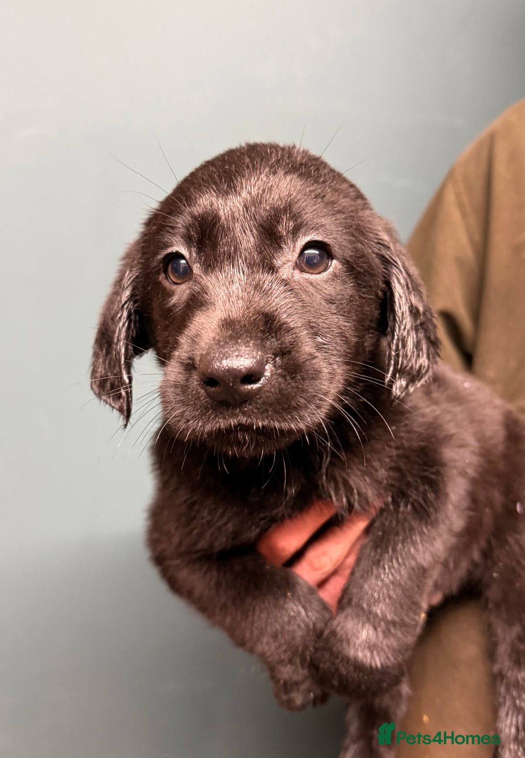 Labrador Retriever dogs for sale: 🧡Fabulous Vaccinated Chunky Labrador Puppies - Advert 6