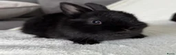 Netherland Dwarf rabbits for sale: Show Lines Well Handled TRUE Netherland Dwarfs - Advert 5
