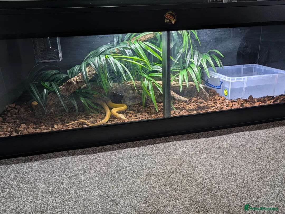 Python Snake reptiles for sale: Male gc tiger foulsham caramel 6 foot viv - Advert 1