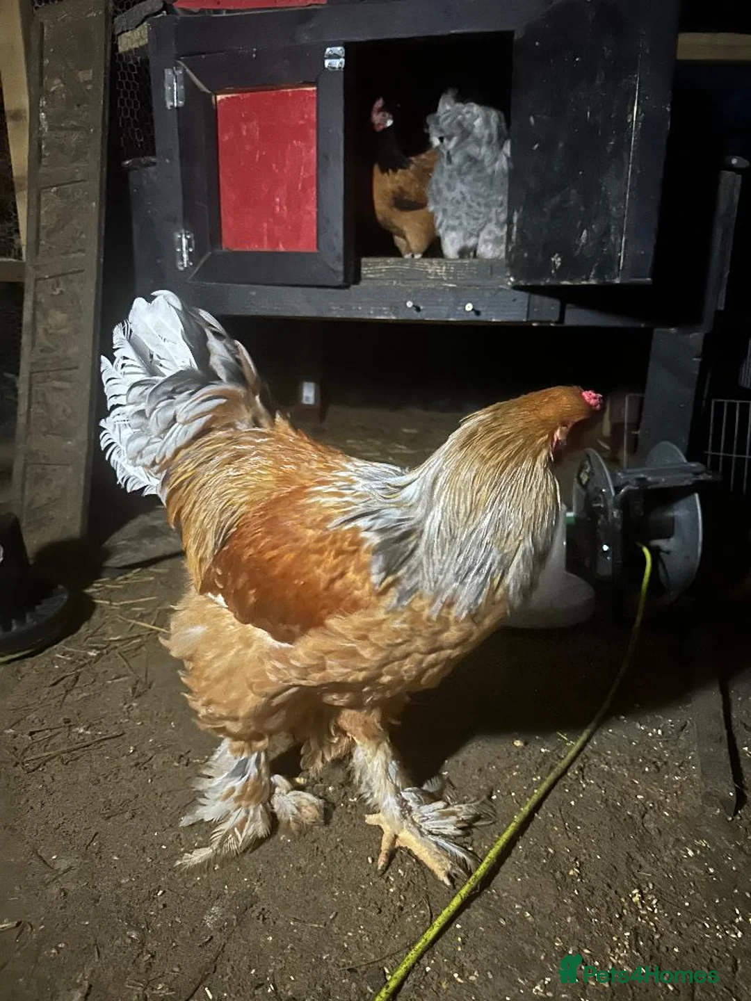 Chickens poultry for sale: Brahma ,silkie ,easter egger,pure and mixed breed - Advert 13