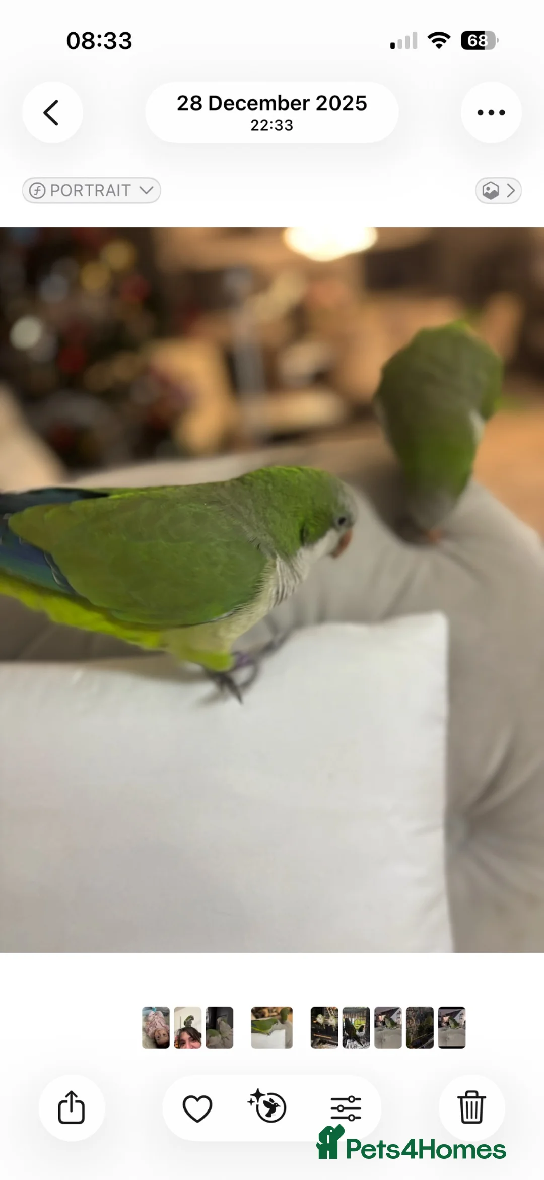 Parrots birds for sale: 🦜 Beautiful pair Quaker Looking for a Loving Home - Advert 2