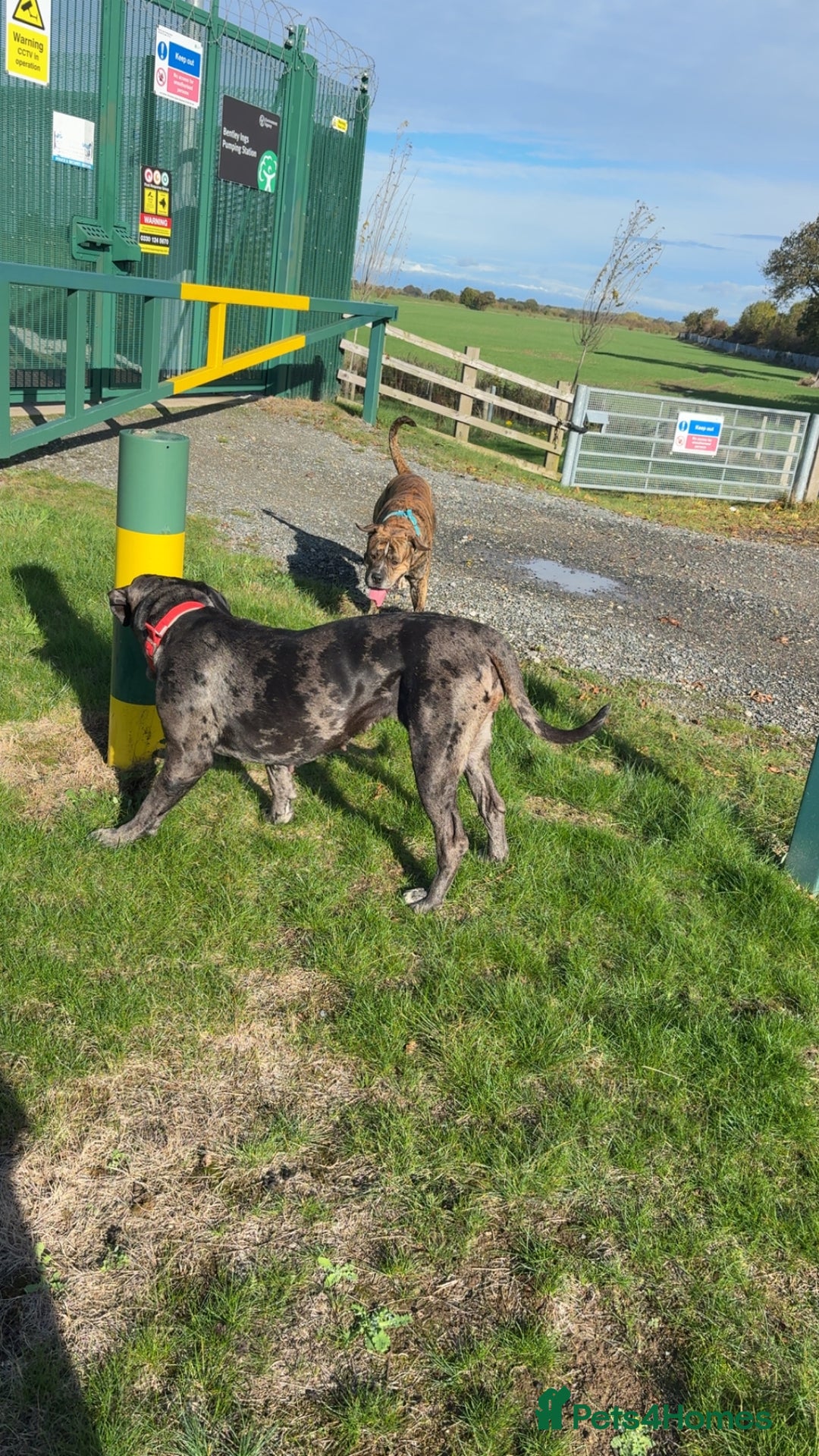 Cane Corso dogs for sale: Cane corso for sale - Advert 5