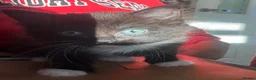 Siamese cats for sale: Beautiful siamese mixed breed kittens - Advert 31