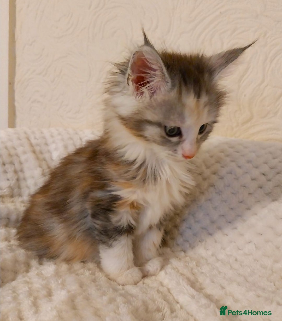 Maine Coon cats for sale: Stunning Maine Coon Kitten. Tica Reg. Tortie. - Advert 11