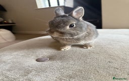 Netherland Dwarf rabbits for sale: Grey bunny with brown patchs - Image 2