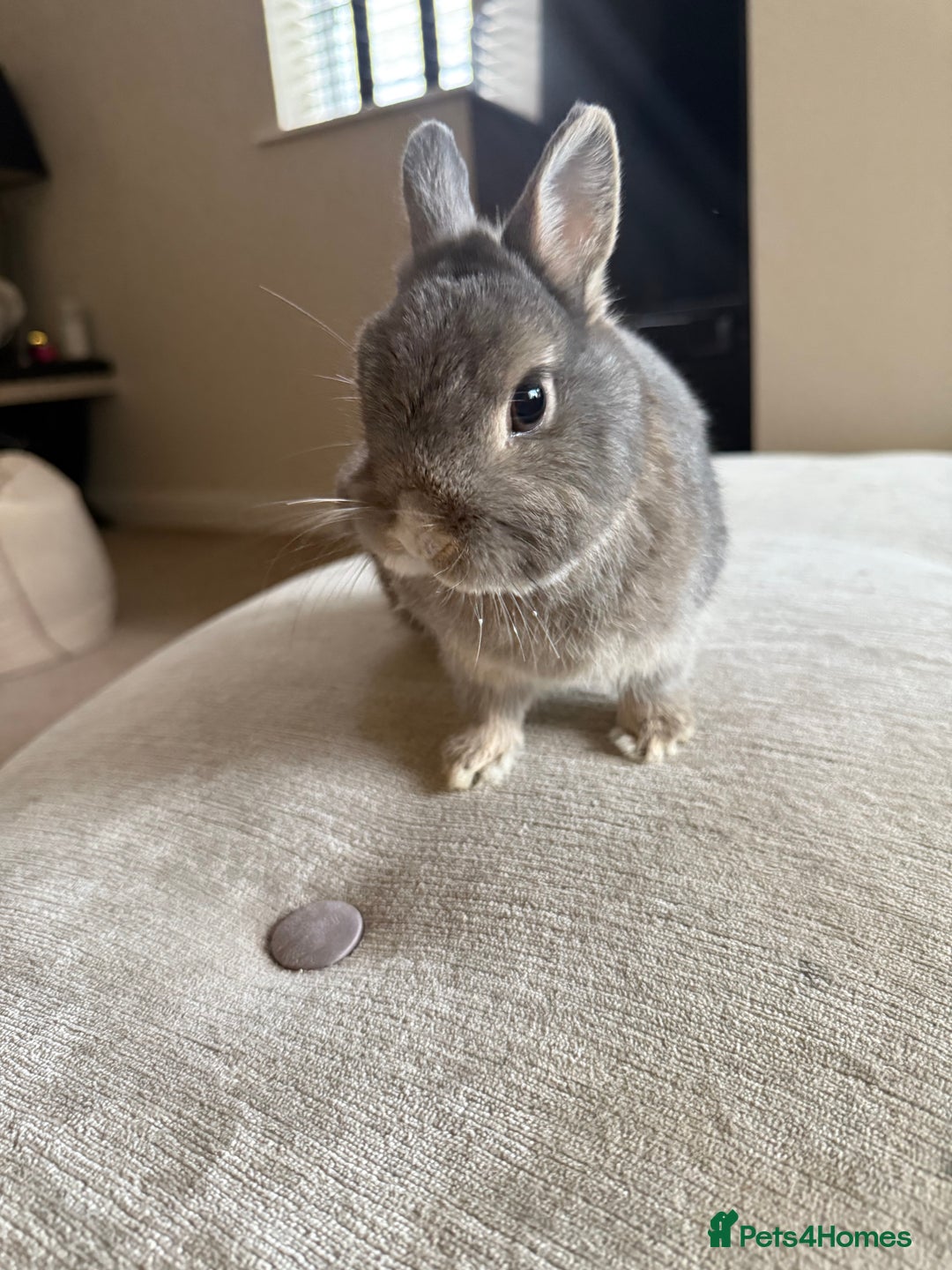 Netherland Dwarf rabbits for sale: Grey bunny with brown patchs - Image 2